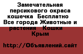Замечательная персикового окраса кошечка. Бесплатно - Все города Животные и растения » Кошки   . Крым